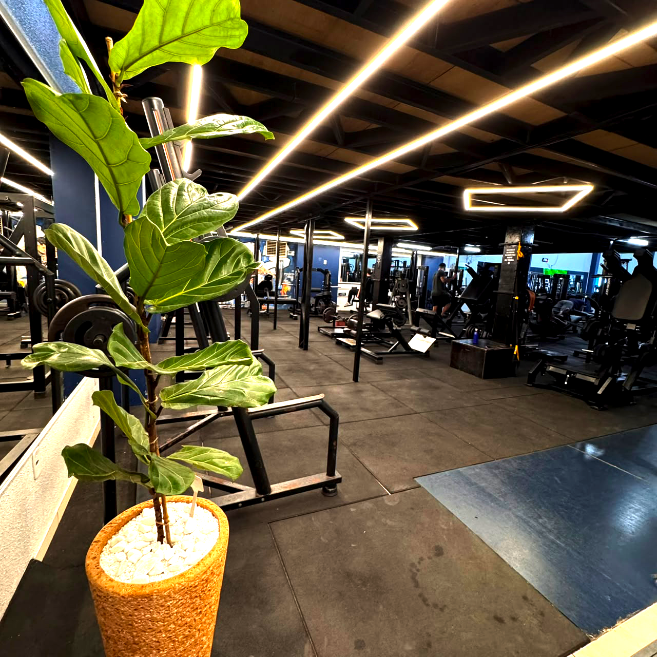 Área de Treino